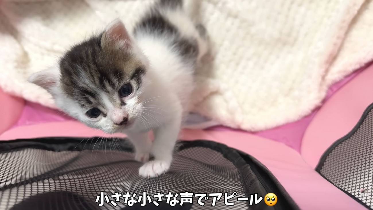 テロップ「小さな小さな声で～」