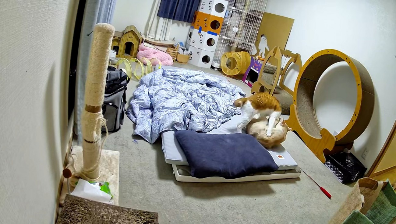 部屋で遊ぶ2匹の猫