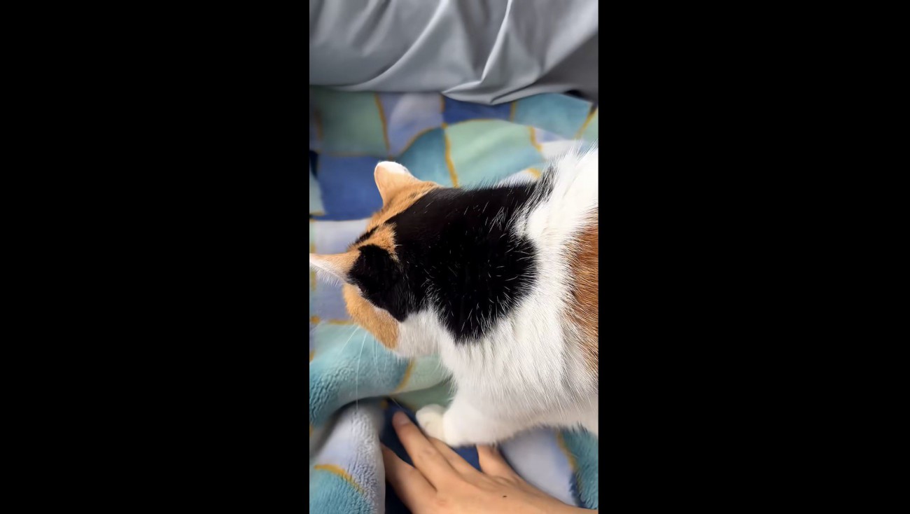 足元へ来るミケ