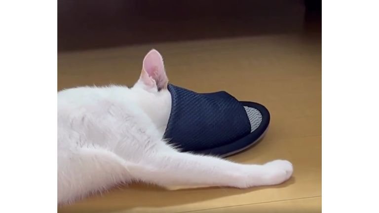 猫とスリッパ