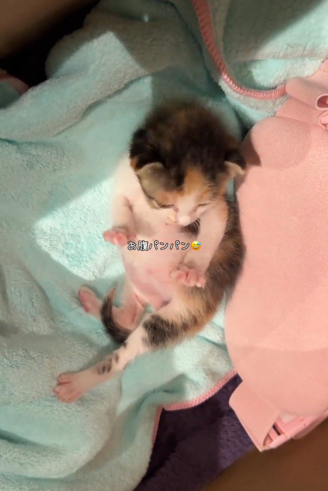 お腹がパンパンの子猫