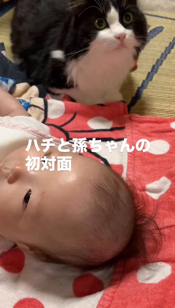 赤ちゃんの隣に座る猫