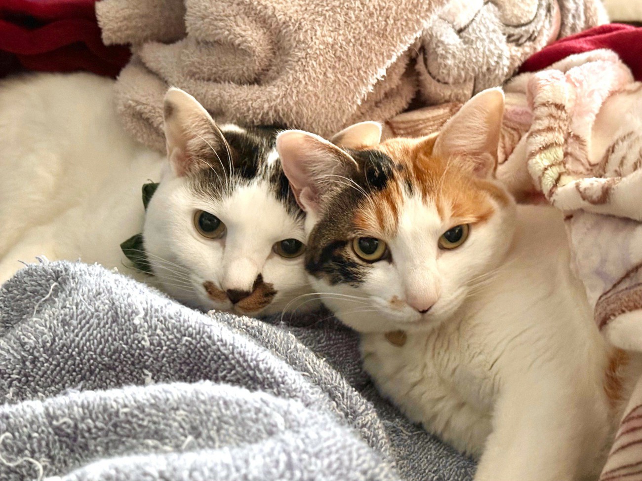 2匹の猫が寄り添って寝転んでいる姿