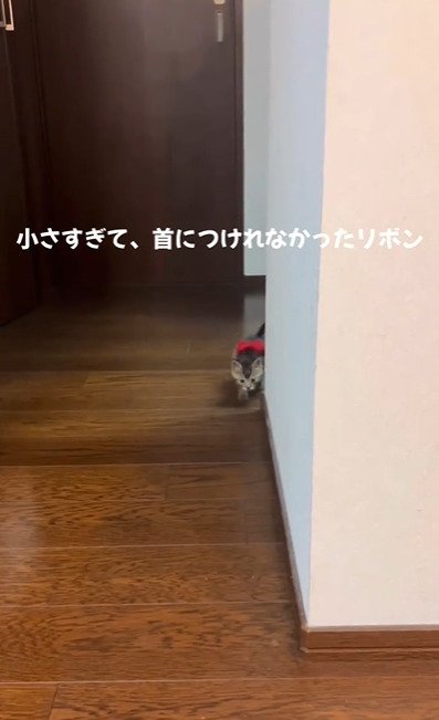 廊下にいる子猫