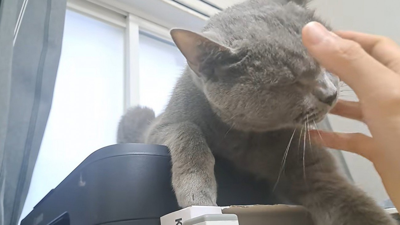 猫と頭をなでようとする手