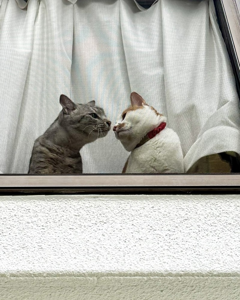 窓際で鼻をくっつけあう茶白猫とキジトラ猫
