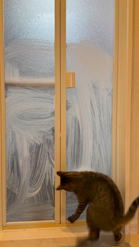 飼い主の手に合わせて体を動かす猫