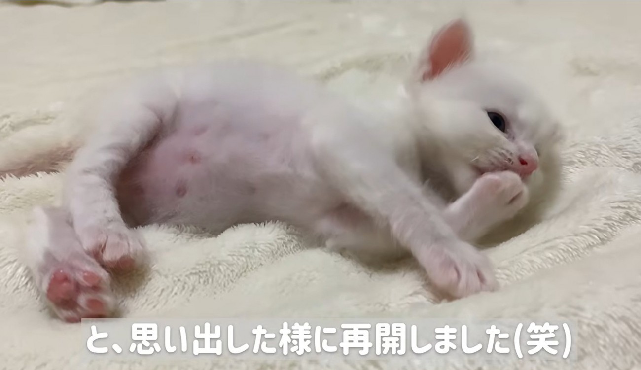 横になって毛づくろいしている子猫