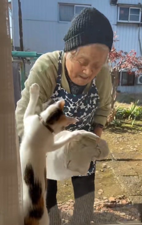まどふきをするおばあさんとタオルを追いかけるミケ猫