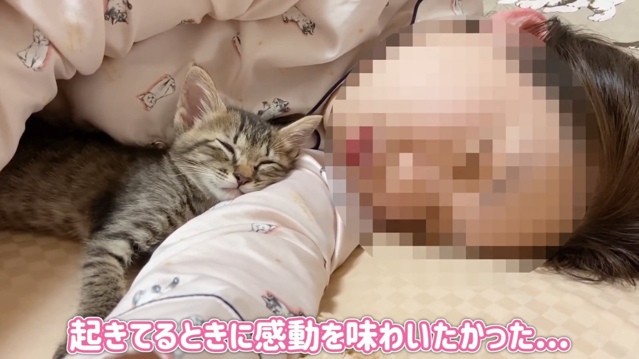 人の腕枕で寝る子猫