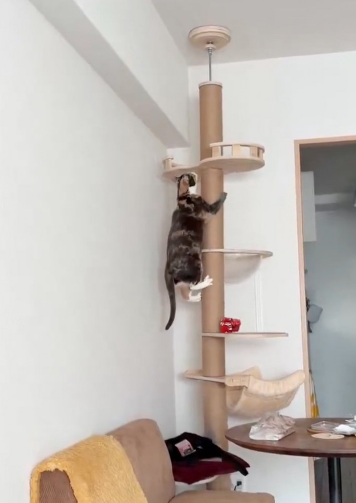 キャットタワーに登る猫2