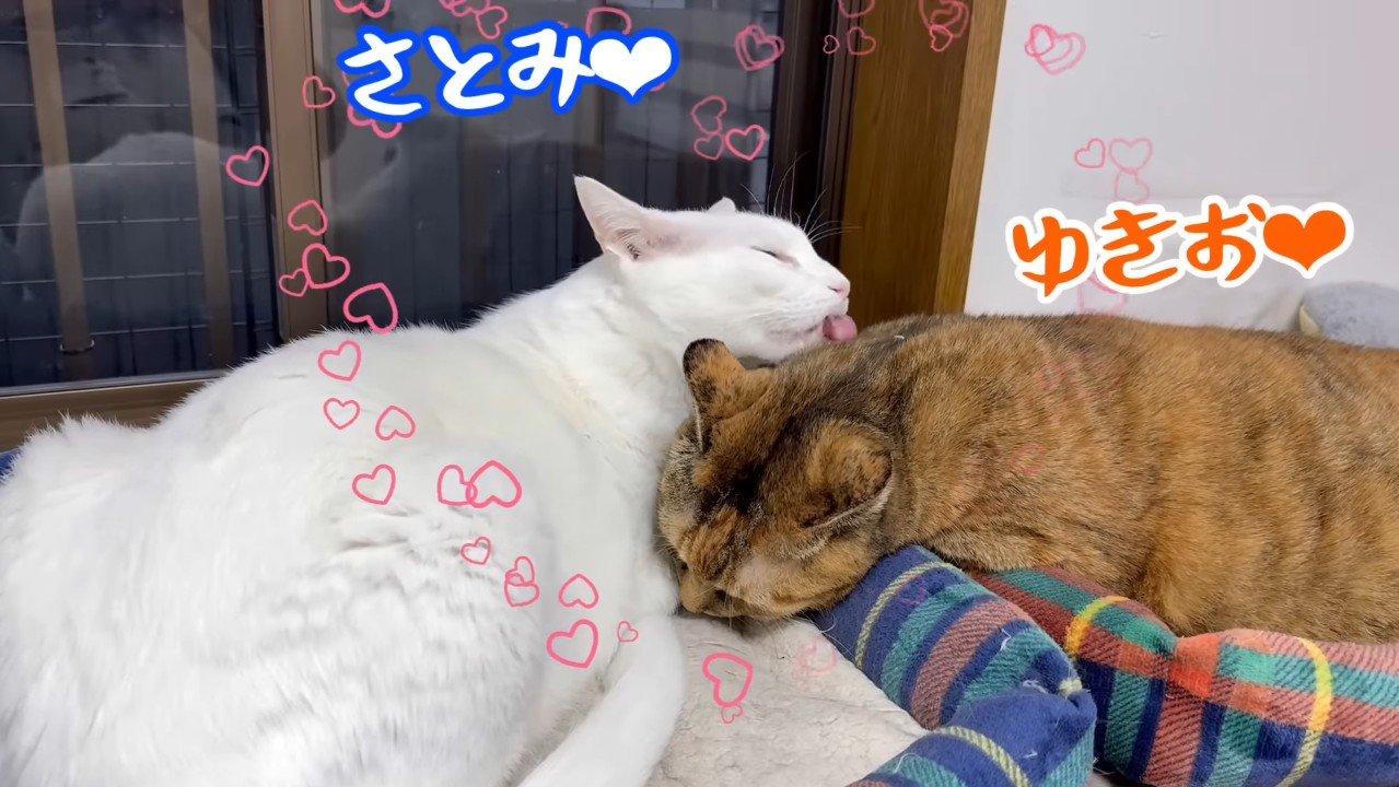 さとみちゃんと