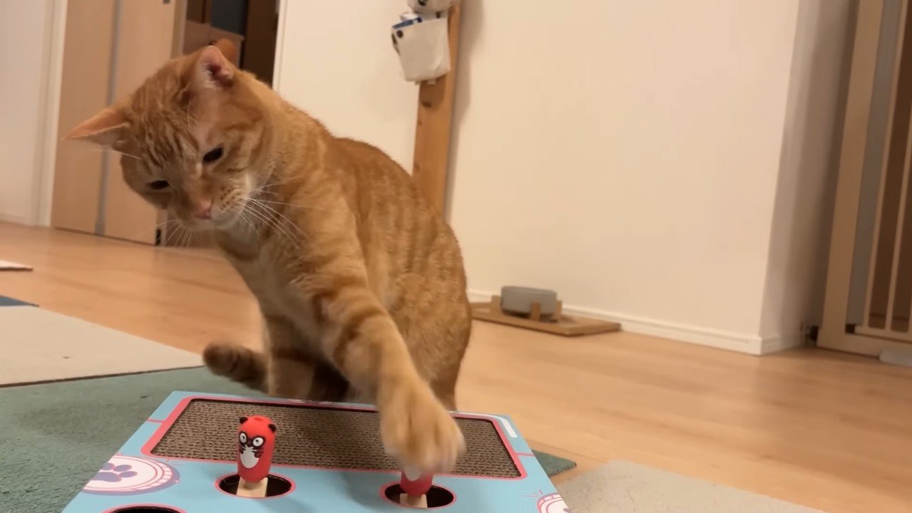 左前足で触るにゃん太くん