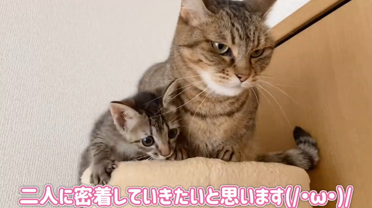 キャットタワーにいる先住猫と子猫