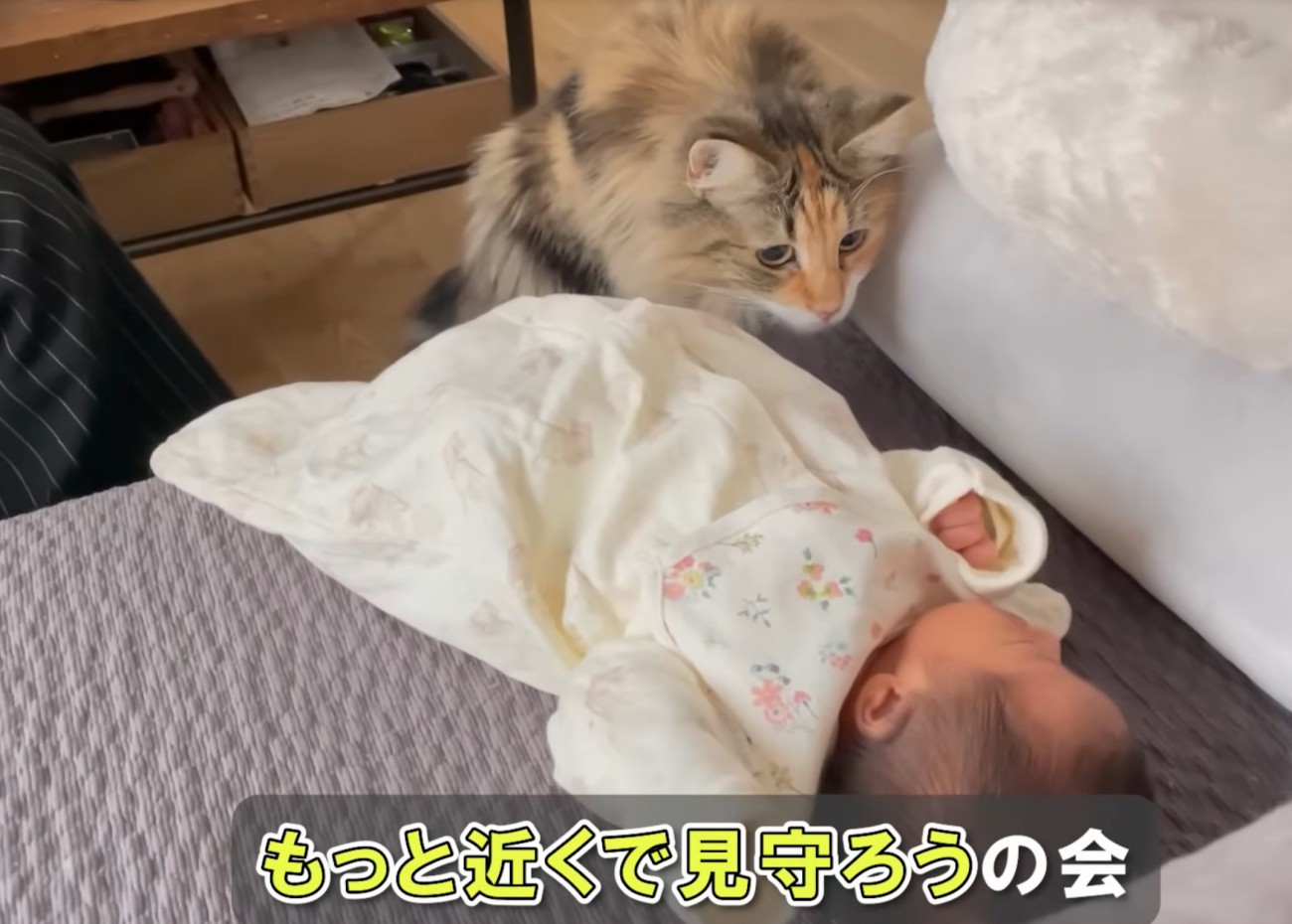 赤ちゃんを覗き込む猫