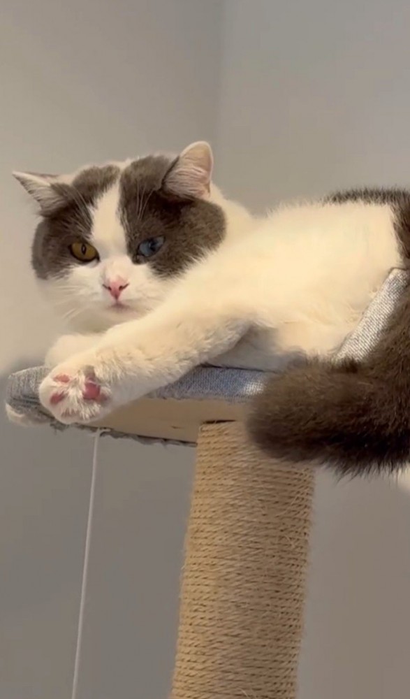 タワーにいる猫