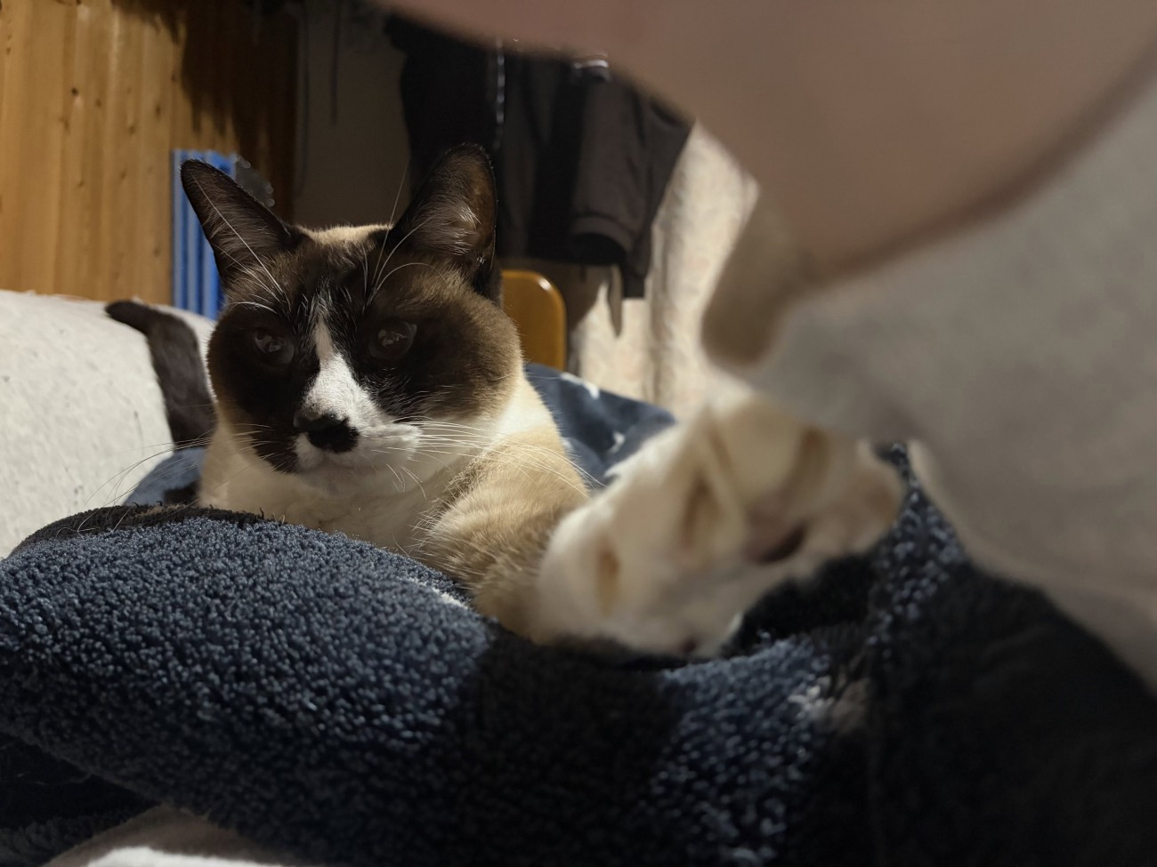 シャム柄の猫