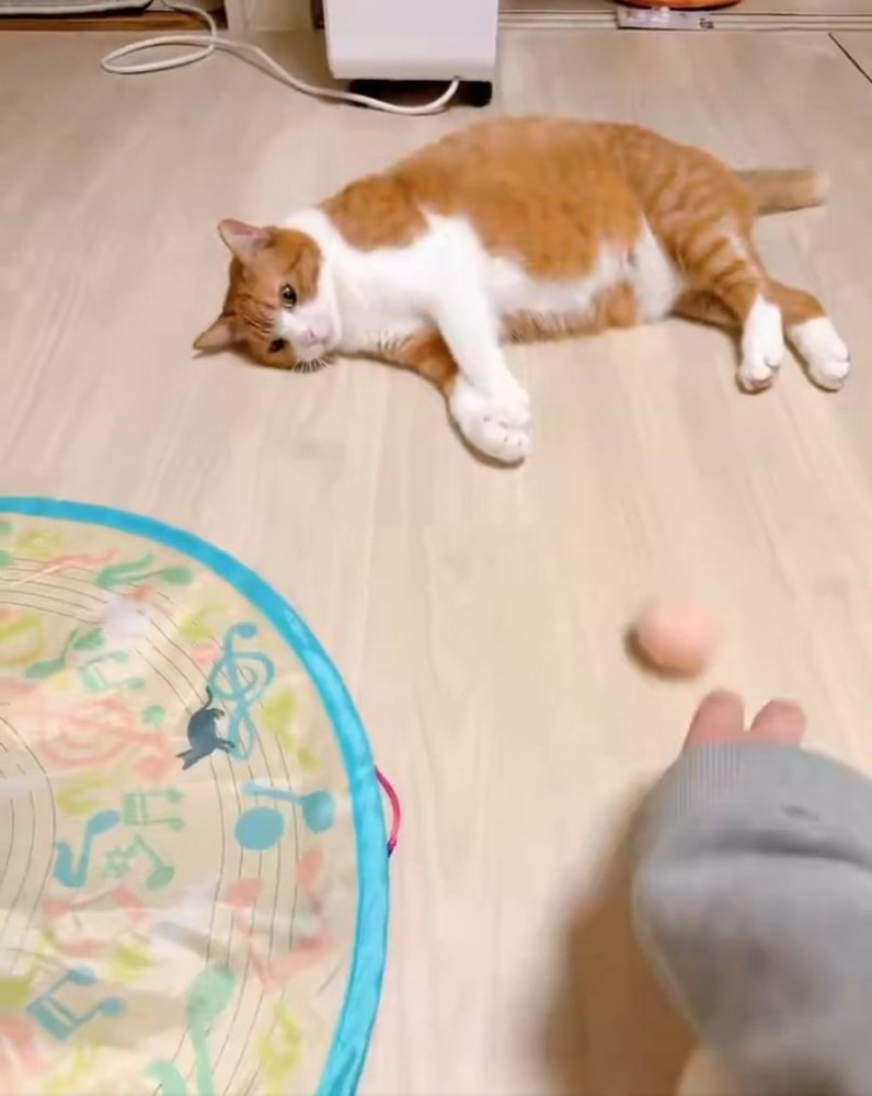 寝転がる猫
