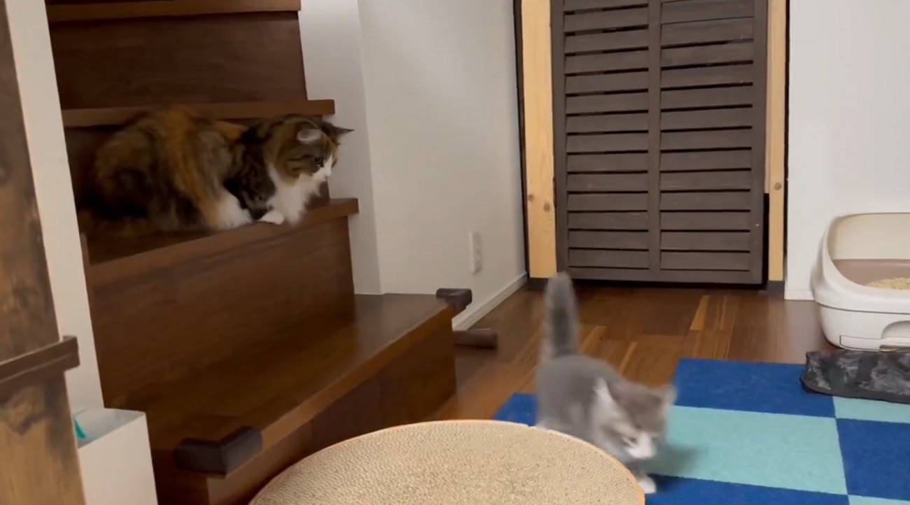 階段で伏せる成猫とフロアを歩く子猫
