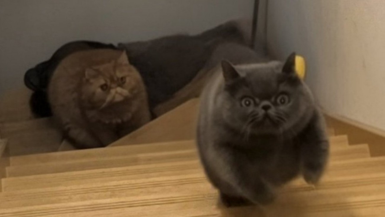 2匹の必死な顔のアップ