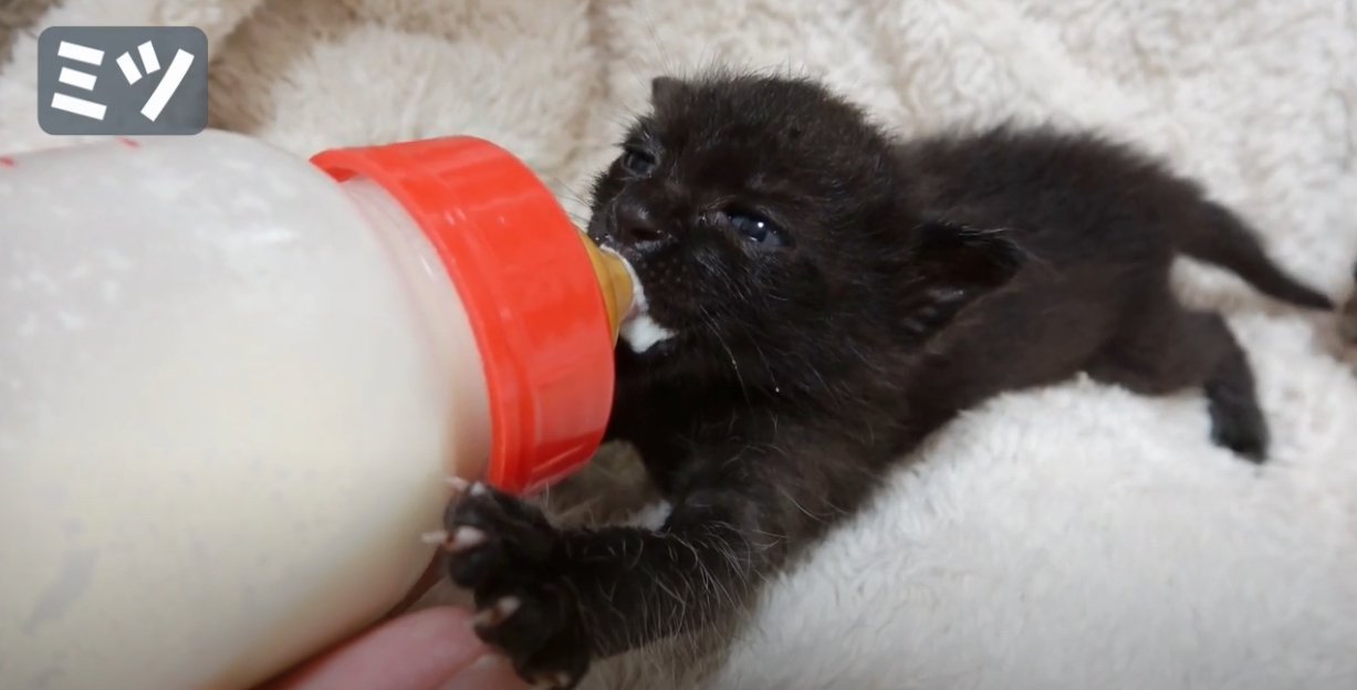 ミルクを飲む黒の子猫