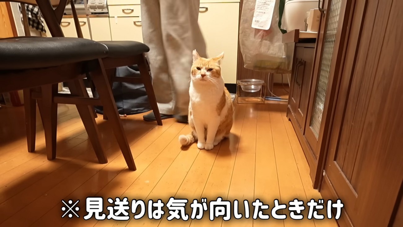 お座りする猫