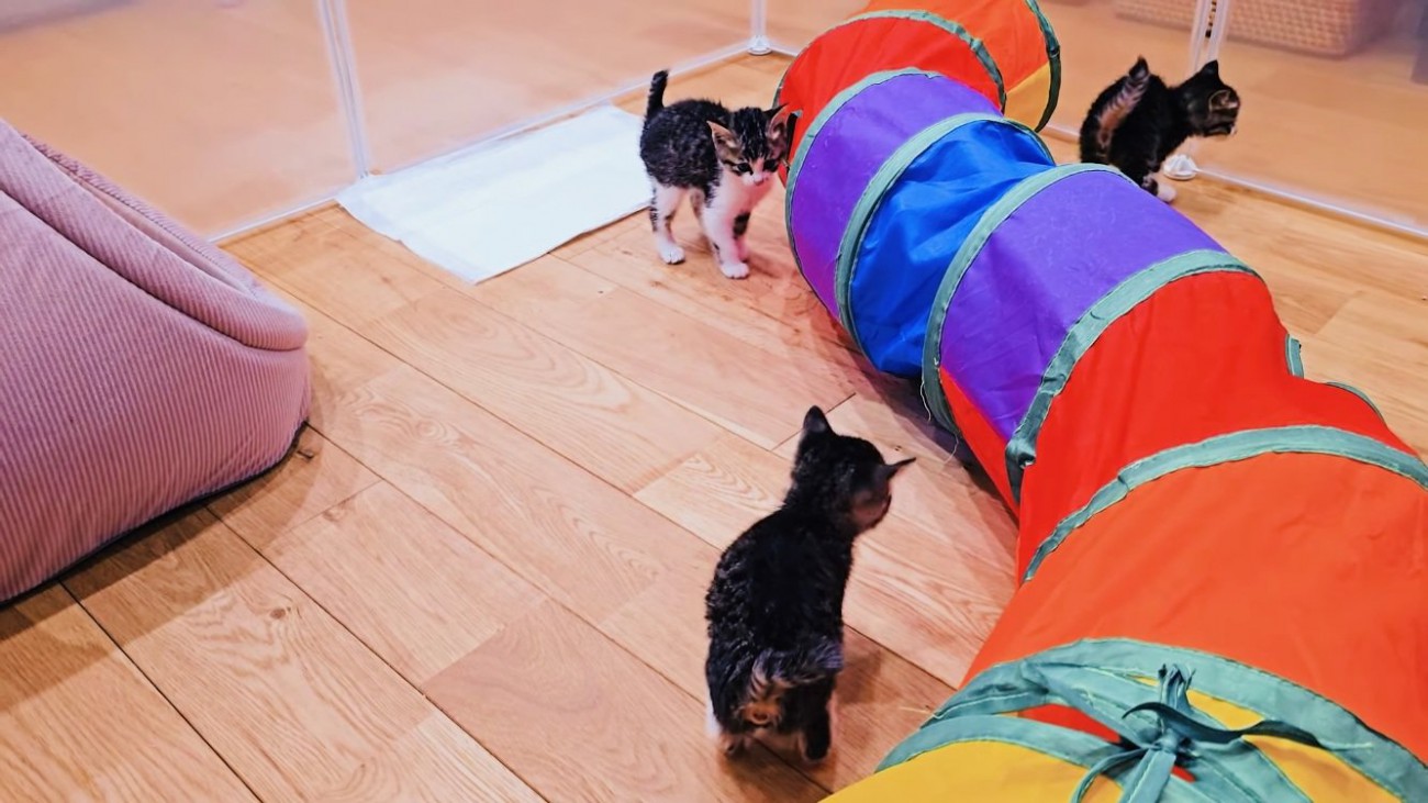手作り運動場で遊ぶ3匹の子猫