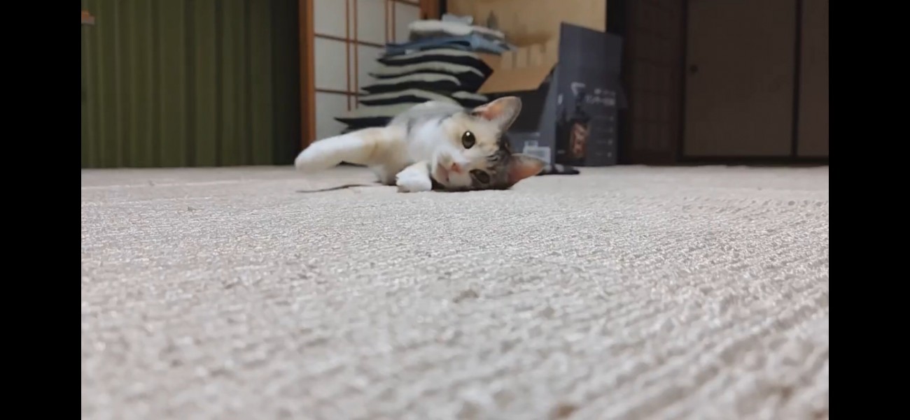 カーペットを這うハチワレ猫