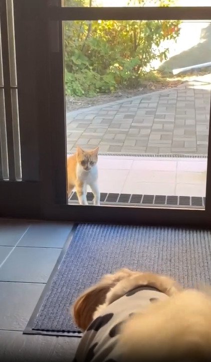 玄関先に現れた子猫