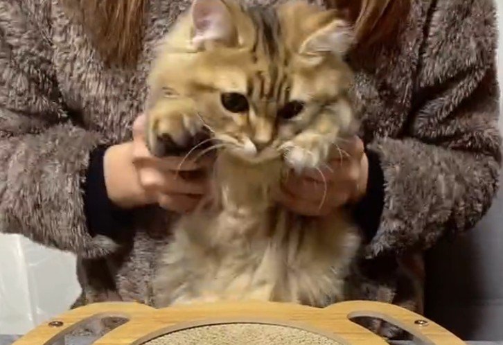 抱っこされる猫