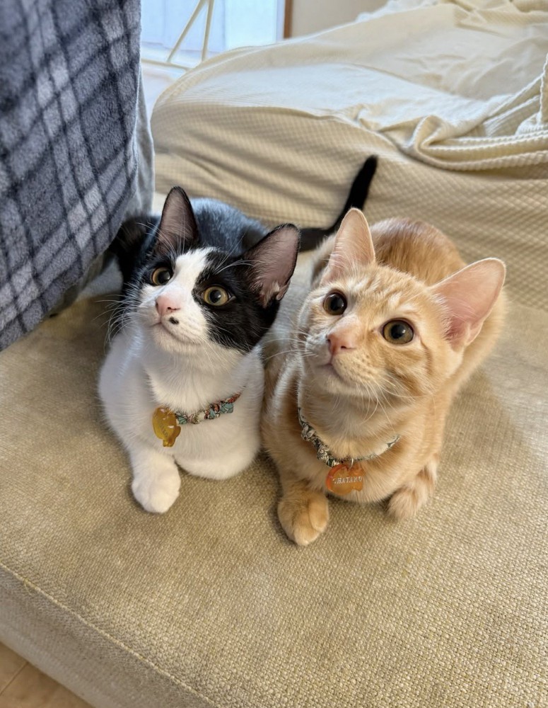 隣に並んで飼い主を見上げる茶トラ猫とハチワレ猫