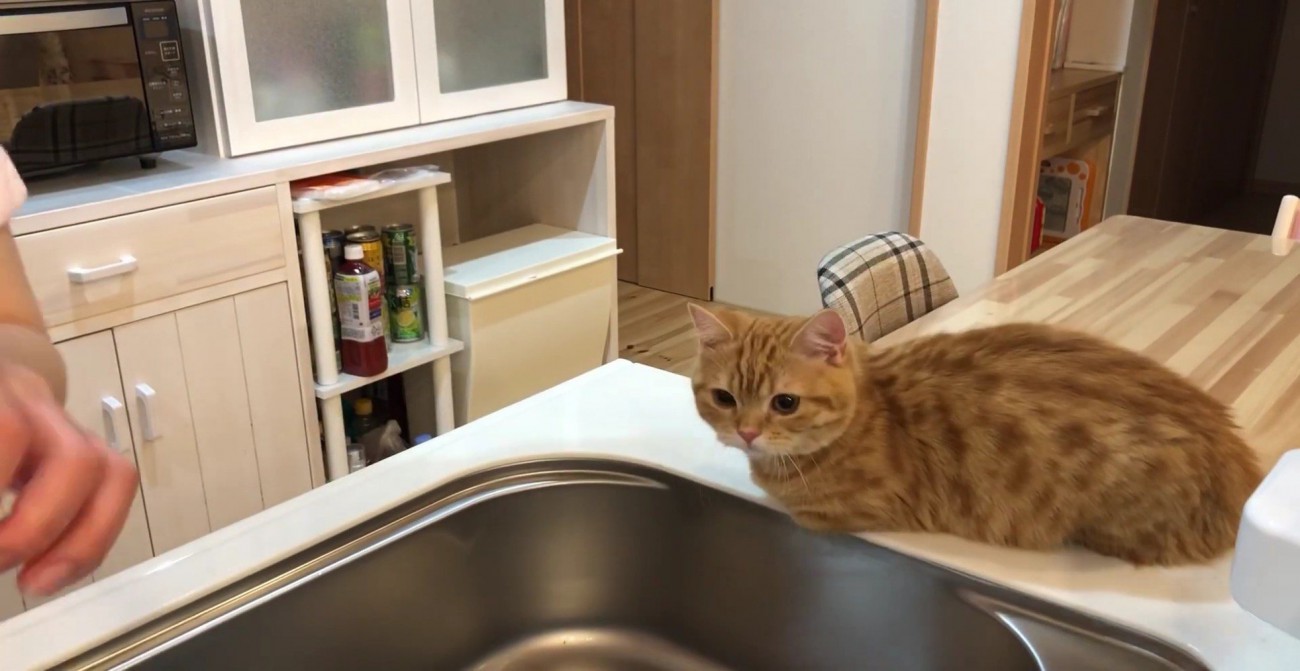 洗い物をじっと見つめるぷてぃこさん2