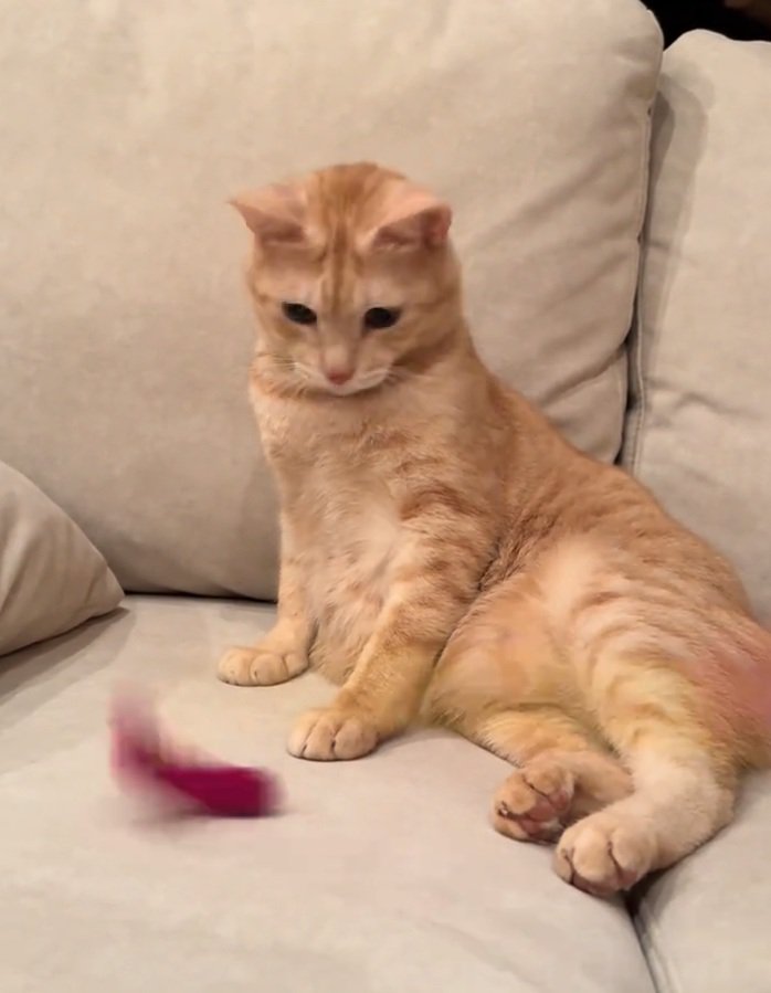 セクシーポーズをする猫