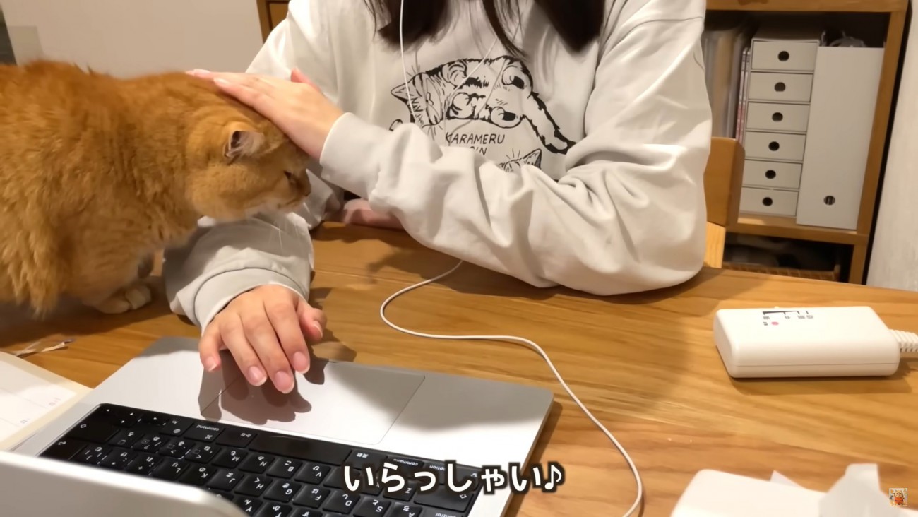 テロップ「いらっしゃい」