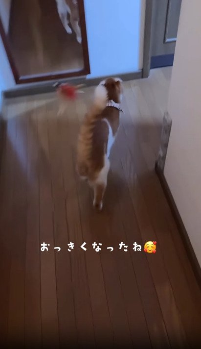 歩く猫