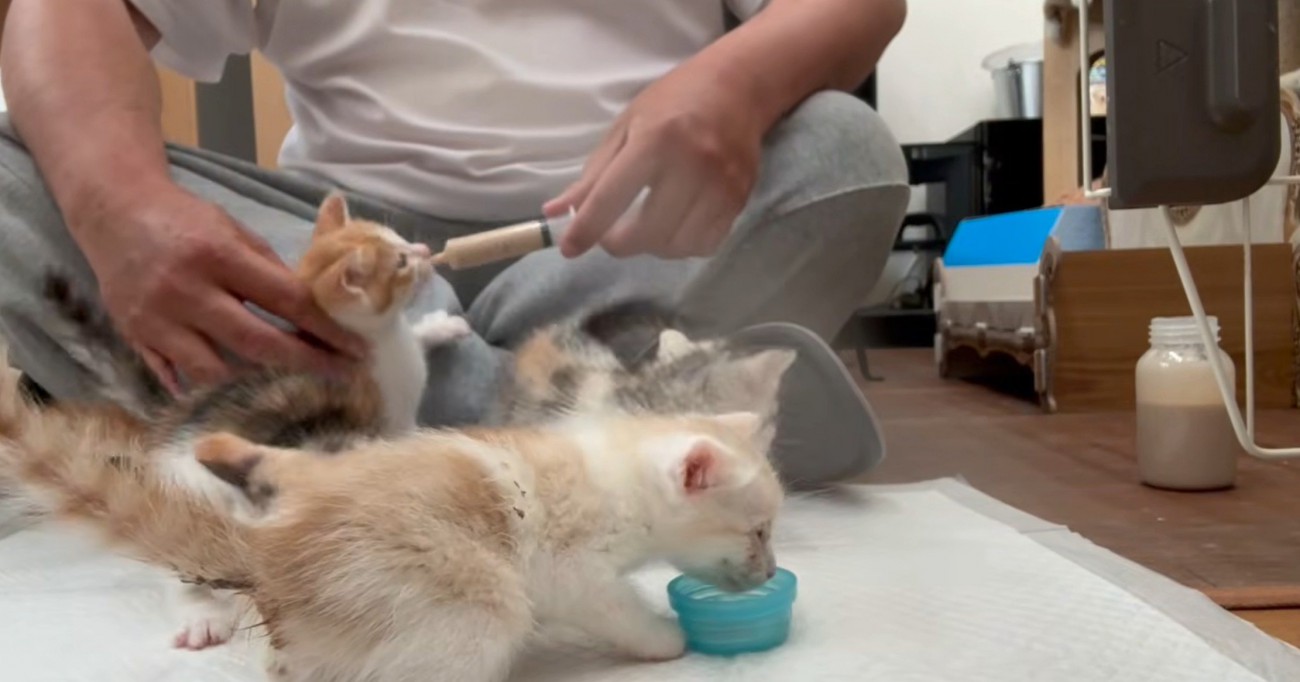 離乳食に群がる子猫たち1