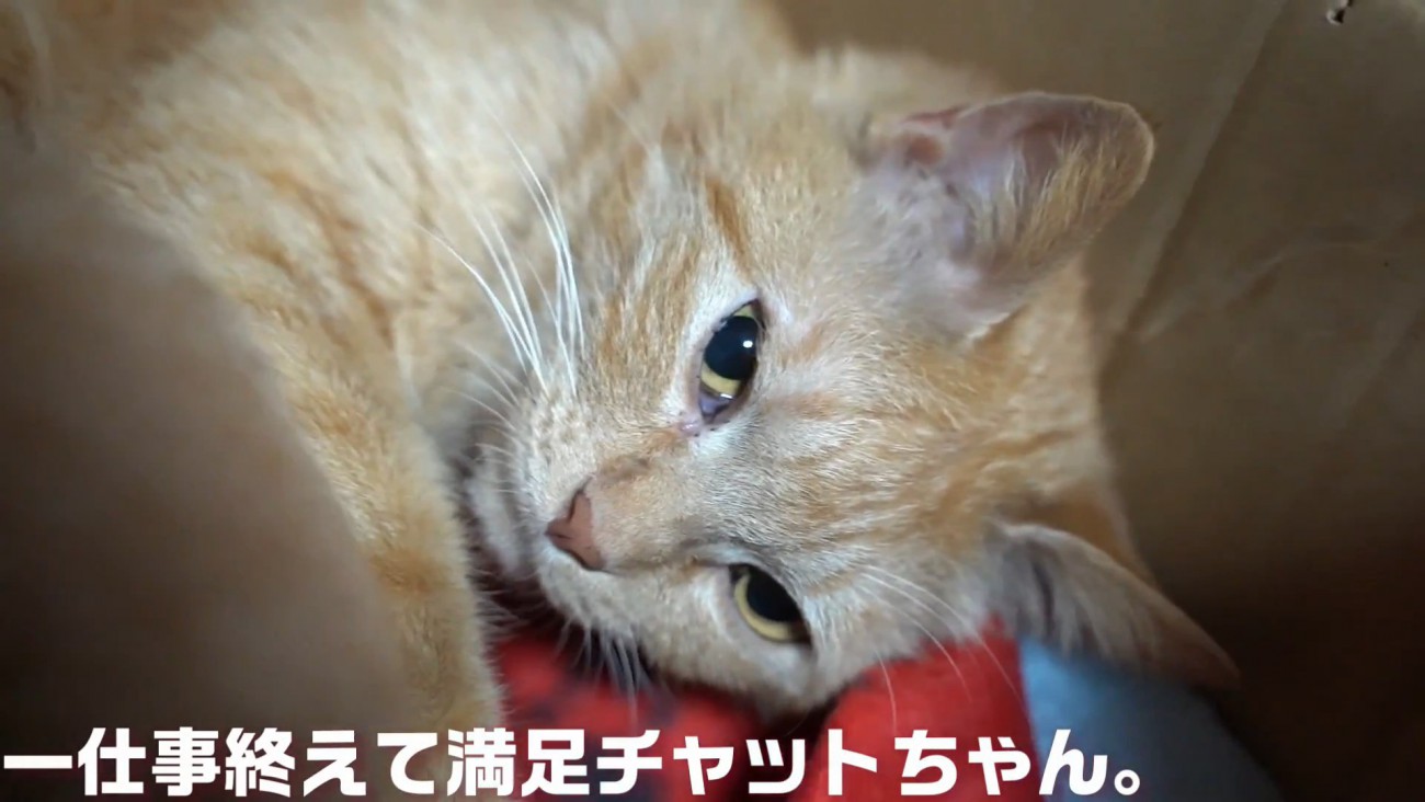 横になる猫の顔
