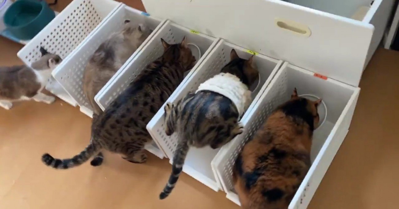 ごはんを食べる5匹の猫