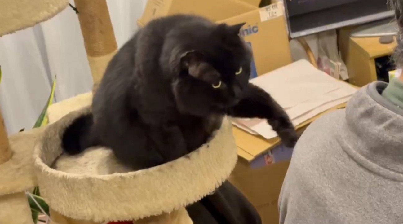 左手を持ち上げる猫