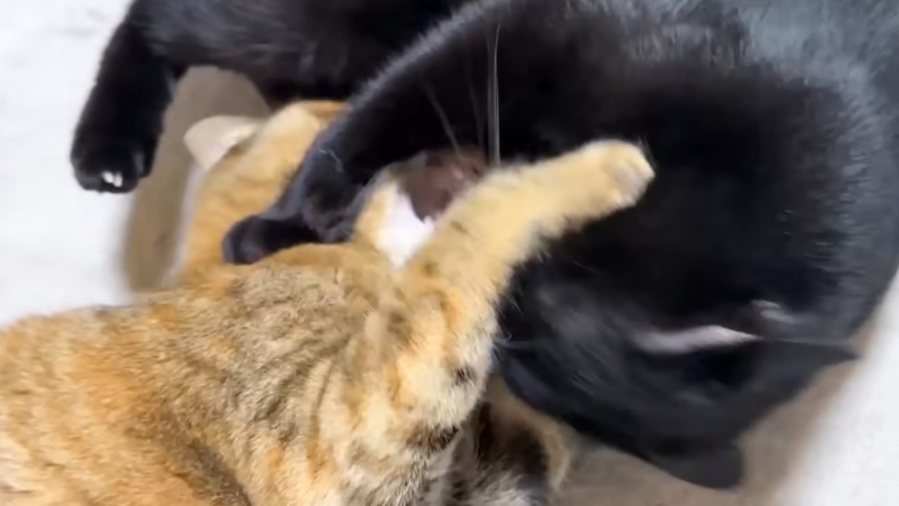 にゃんプロをする黒猫とキジトラ