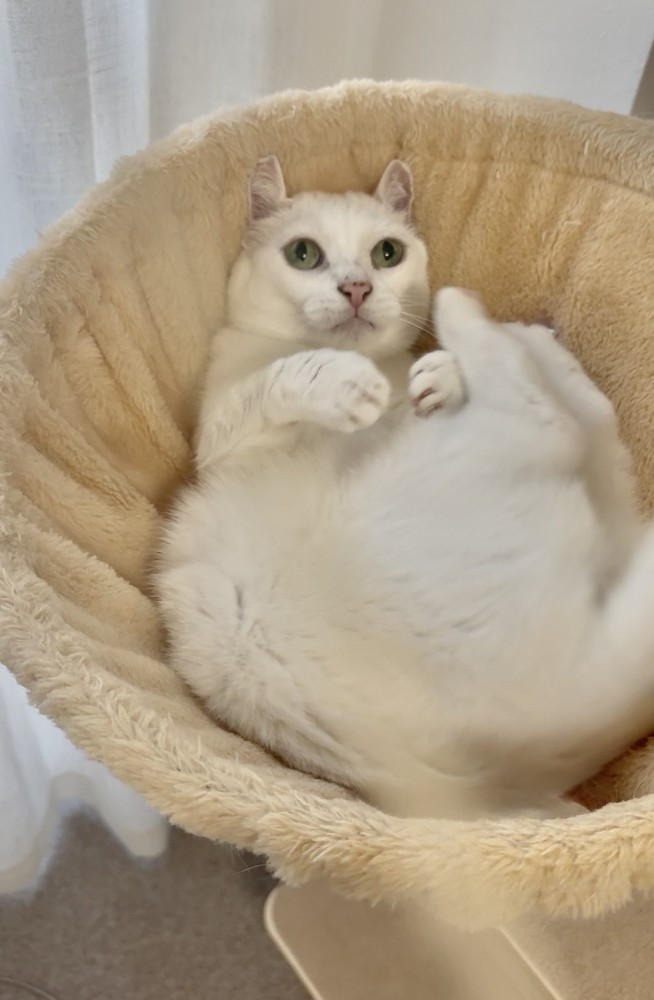 ハンモックにいる猫