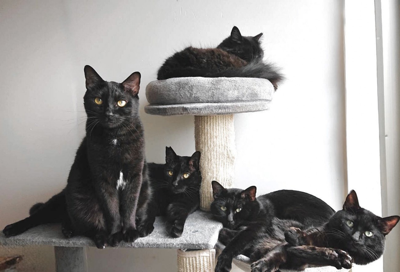 キャットタワーでくつろぐ黒猫たち