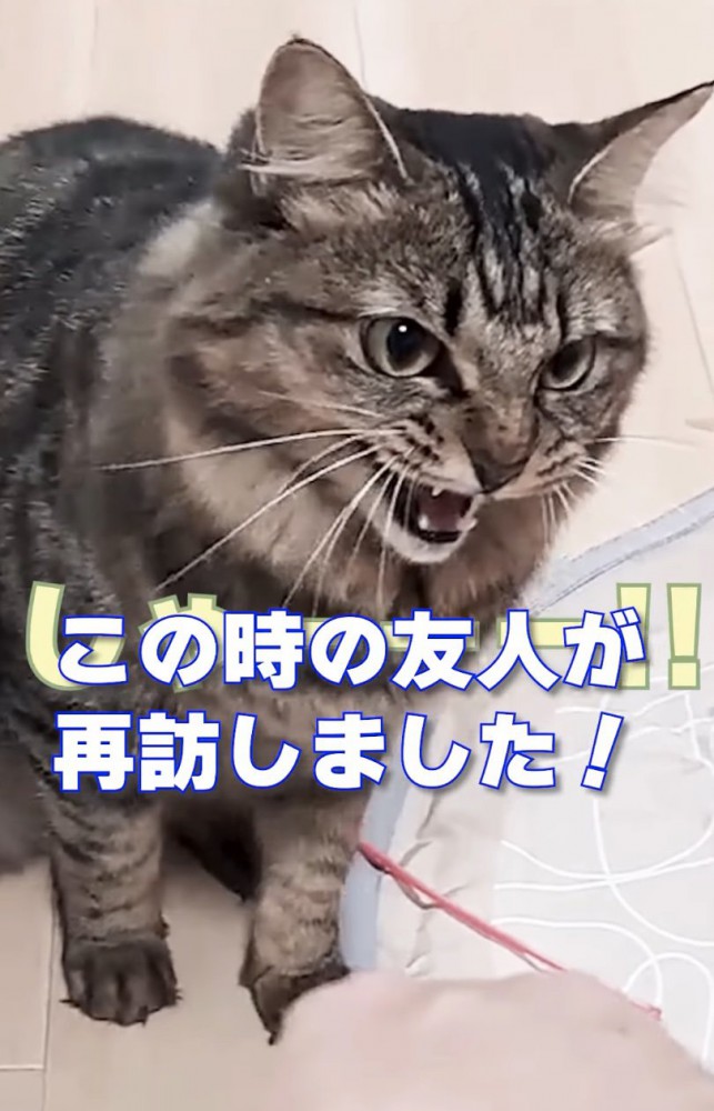 威嚇する猫
