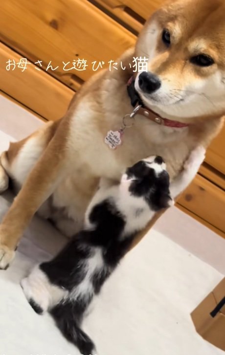 柴犬に遊んでほしそうな子猫