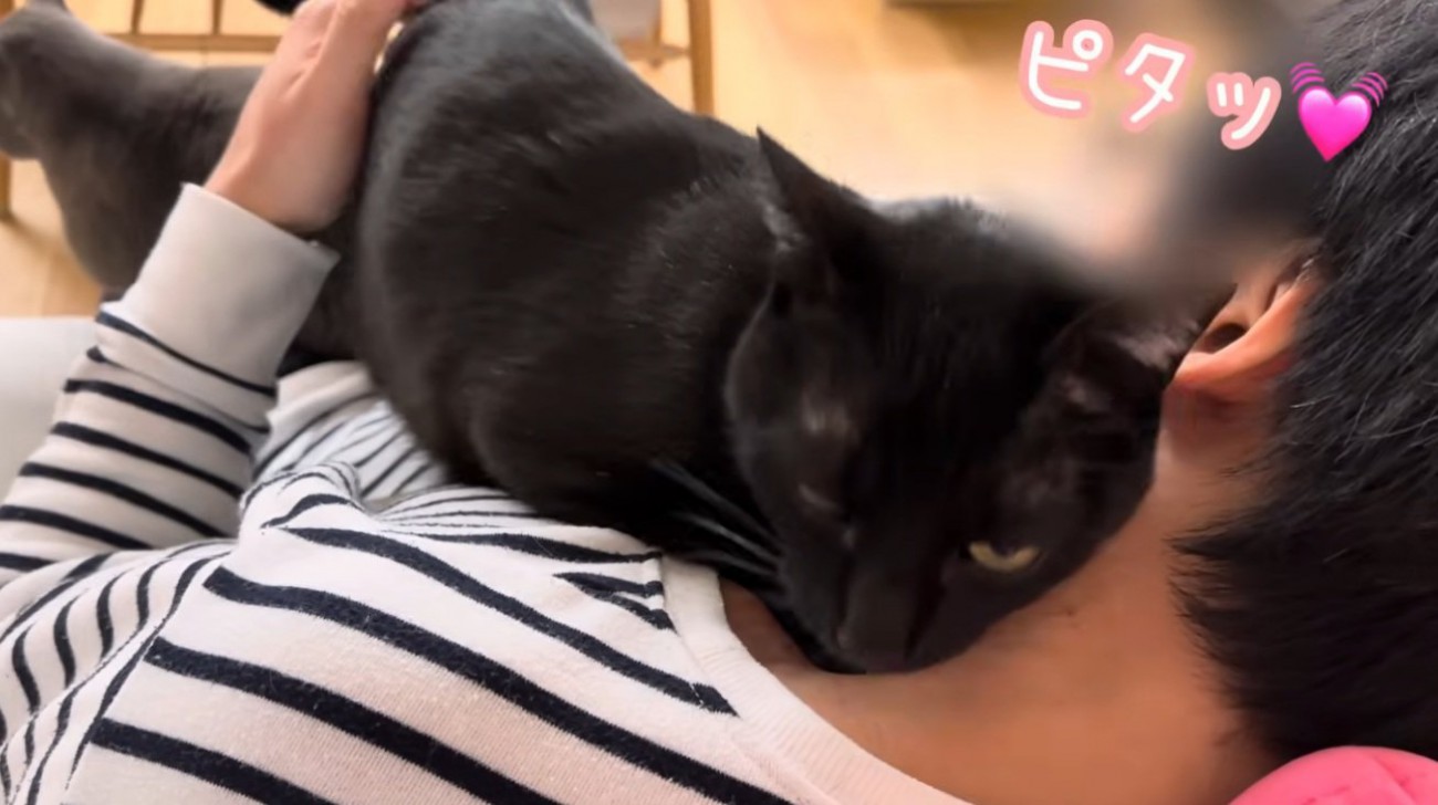 膝の上で甘える黒猫