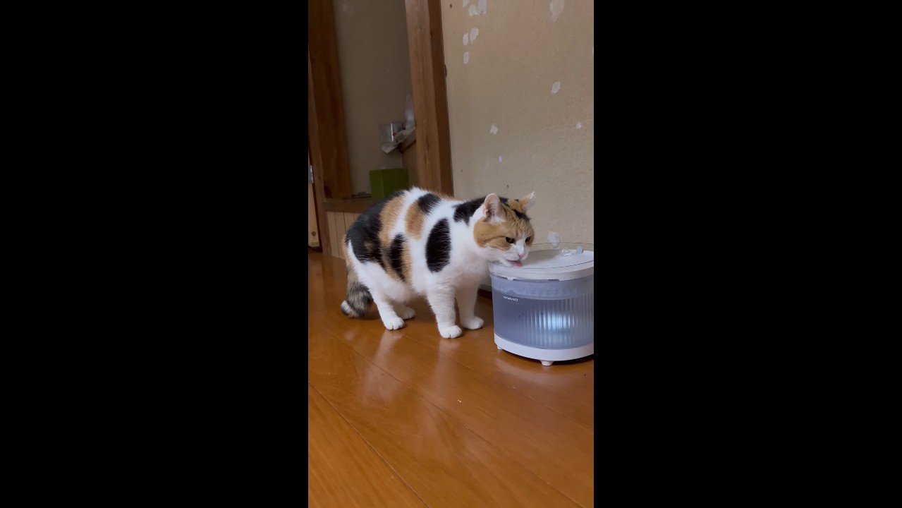 水を飲むミケちゃん