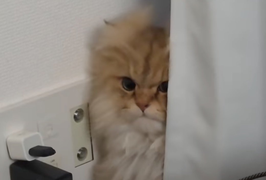 こちらの視線を向ける猫