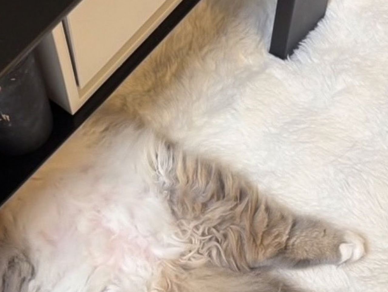 家具の下から見える猫の足