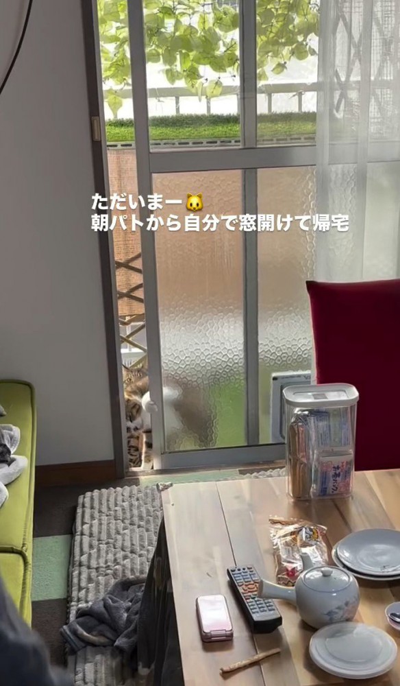 窓を開ける猫
