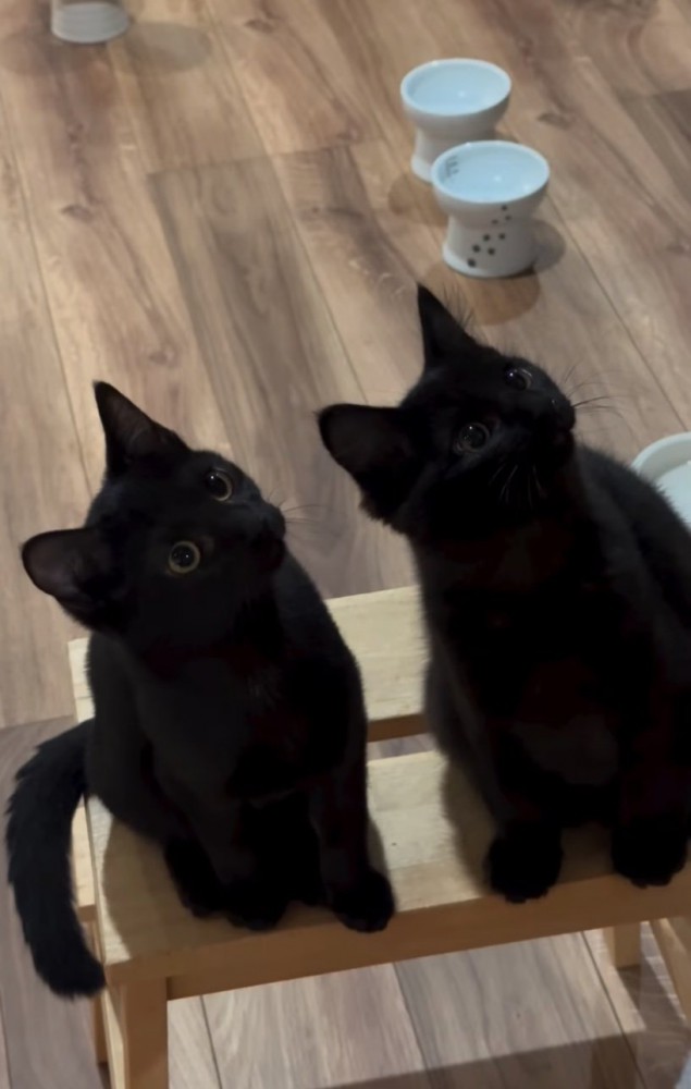 見上げる2匹の子猫